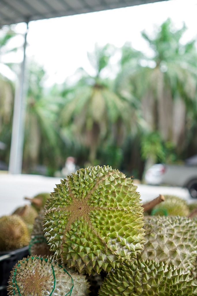 D197 Frozen Musang King Durian Pulp MountainCat